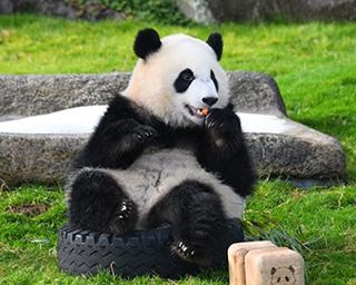 【写真40枚】パンダ一家が大集合！アドベンチャーワールドに暮らすパンダたちのかわいすぎるショット