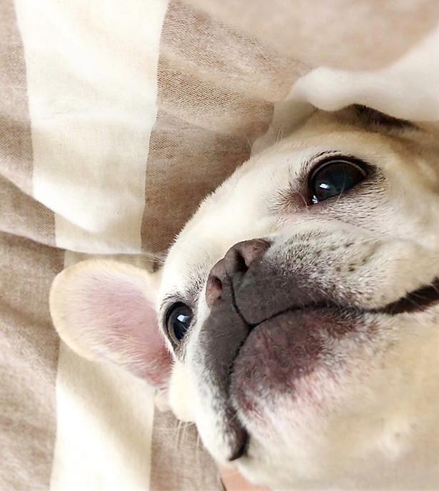 ドアップのももちゃん