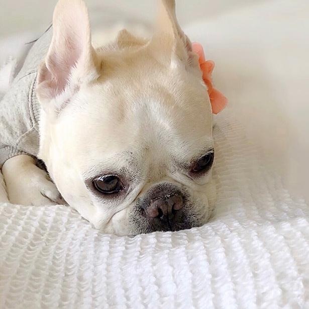 眠たそうなももちゃん