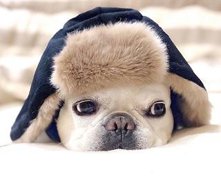 かぶりものワンコに胸キュン！“フレブル界のファッションリーダー”ももちゃんが尊すぎる