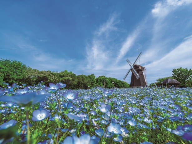 行ったつもり絶景 四季折々の自然を感じる大都会のオアシス的公園 大阪 花博記念公園鶴見緑地 ウォーカープラス