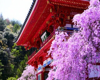 【行ったつもり絶景】勝ちダルマで知られるパワースポットの桜名所「大阪・勝尾寺」