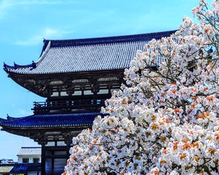 【行ったつもり絶景】 京都を代表する桜の名所で御室桜を観賞「京都・仁和寺」