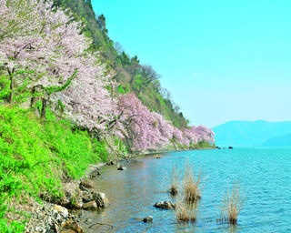 【行ったつもり絶景】琵琶湖の景勝地を彩る約4㎞の桜のトンネル「滋賀・海津大崎」