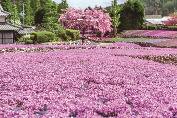 行ったつもり絶景 芝桜が織り成す花のカーペット 兵庫 芝桜園 花のじゅうたん ウォーカープラス