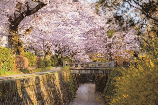 【行ったつもり絶景】古都の疏水をおおう桜のアーチ(京都「哲学の道」)