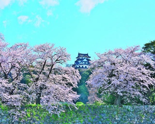 【行ったつもり絶景】桜が華やかに彩る白亜の名城「滋賀・彦根城」