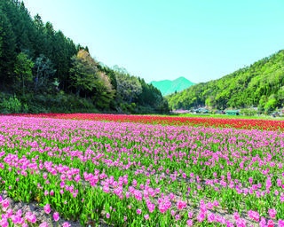 【行ったつもり絶景】約10万本の壮大なフラワーアート「兵庫・たんとう花公園」