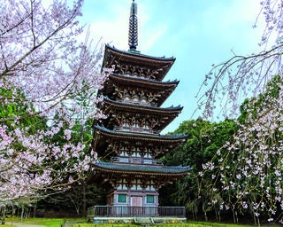 【行ったつもり絶景】太閤も愛した世界遺産の寺院の桜「京都・醍醐寺」