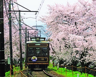 【行ったつもり絶景】電車を薄紅色の花びらが包み込む「京都・嵐電 桜のトンネル」