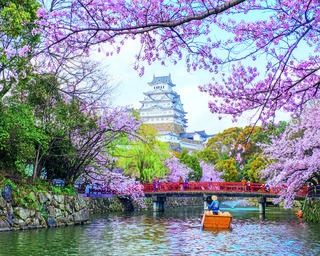 【行ったつもり絶景】優美な白壁の城を囲む桜色の額縁「兵庫・姫路城」