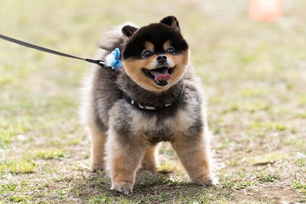 毛色とふわふわ感が本物のタヌキみたい