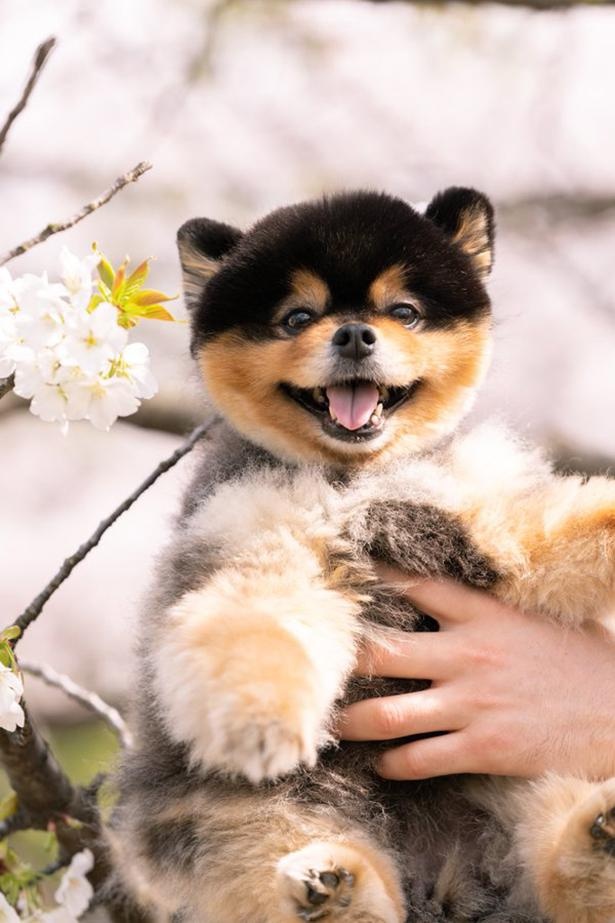 お花見を楽しむたろ吉ちゃん