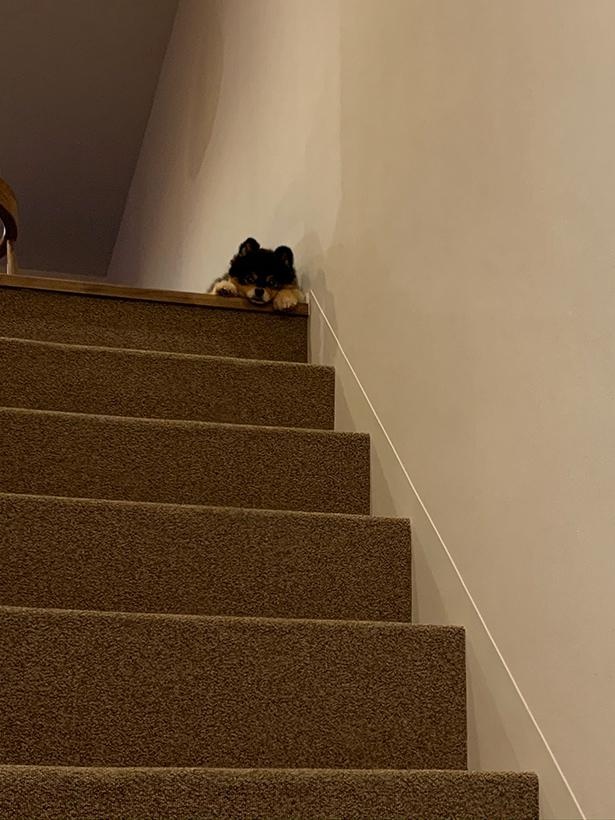 飼い主さんを階段で待ち伏せ