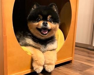 外出自粛を頑張る、“タヌキ似のポメラニアン”たろ吉ちゃんにSNSで反響！
