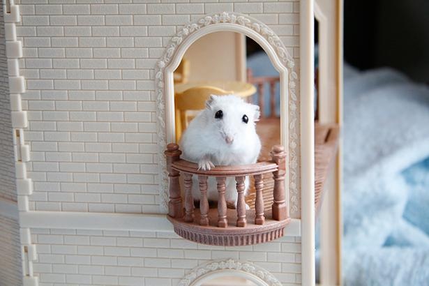 ミニチュアハウスから顔を出す“リアルシルバニアファミリー”な、もち太くん