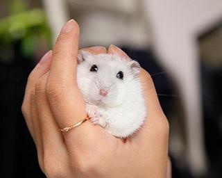 食べちゃいたいほど可愛い！“お餅”のようなハムスター・もち太くんのぺちゃんこカットに悶絶！ 