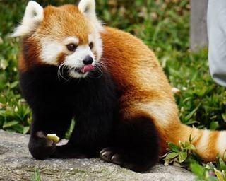 癒やしの表情にほっこり！福岡市動物園から休園中の動物たちの様子をお届け