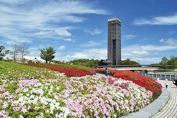 街のエリアにある、高さ50メートルの展望台から園全体を一望 / 浜名湖ガーデンパーク