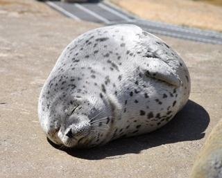 かわいさの極み！休館中のマリンワールド海の中道にアザラシの赤ちゃんが誕生