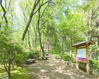 行った気分になれる 神奈川の絶景3選【森林浴編】
