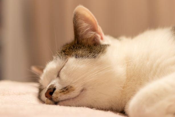 画像2 10 無防備な 猫の寝顔 のかわいさに悶絶 Web版 ねこにすと で癒やされよう ウォーカープラス