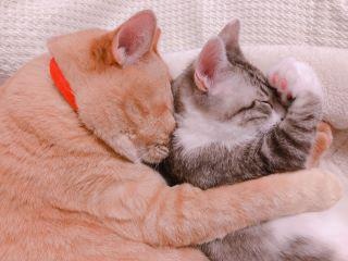 無防備な“猫の寝顔”のかわいさに悶絶！ WEB版「ねこにすと」で癒やされよう