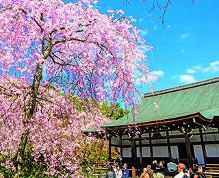 【行ったつもり絶景】世界遺産を圧巻の桜が包み込む「京都・天龍寺」