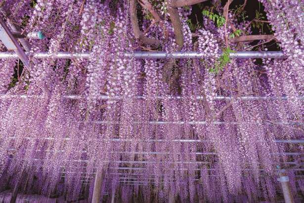 行ったつもり絶景 樹齢1000年の雄麗な藤が咲き誇る 兵庫 大歳神社の千年藤 ウォーカープラス