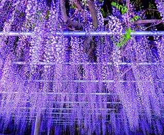 【行ったつもり絶景】樹齢1000年の雄麗な藤が咲き誇る「兵庫・大歳神社の千年藤」