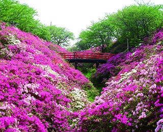 【行ったつもり絶景】大阪湾の絶景と満開のツツジを観賞「大阪・淡輪あたご山のつつじ」