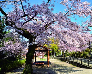 【行ったつもり絶景】入口から山頂までいたるところに桜が「大阪・五月山公園」