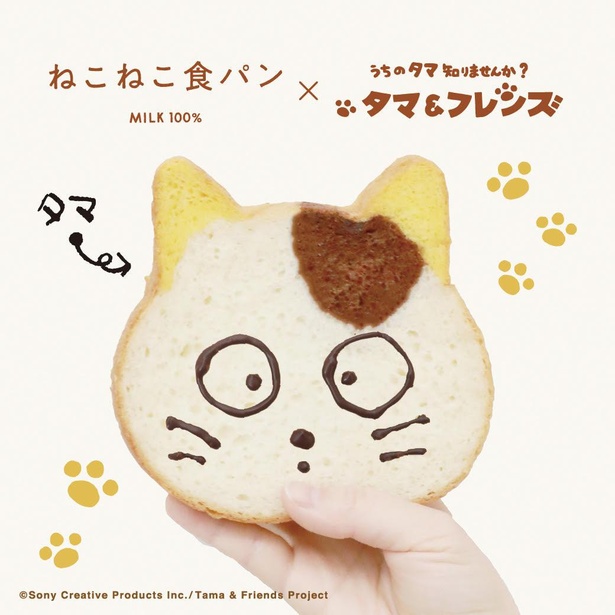 うちタマ”が食パンに！黄色の耳とおでこのブチも完全再現した「ねこねこ食パン」発売 | キャラWalker - ウォーカープラス