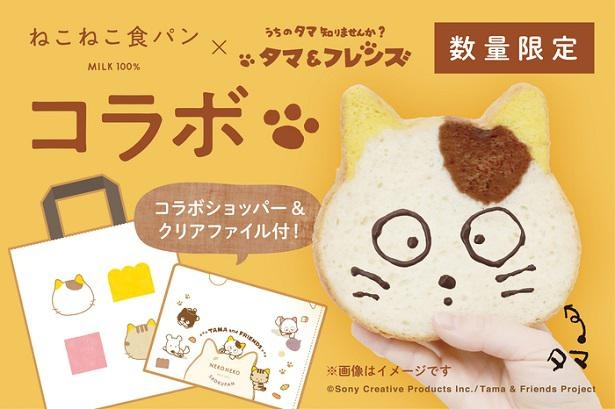 うちタマ が食パンに 黄色の耳とおでこのブチも完全再現した ねこねこ食パン 発売 キャラwalker ウォーカープラス