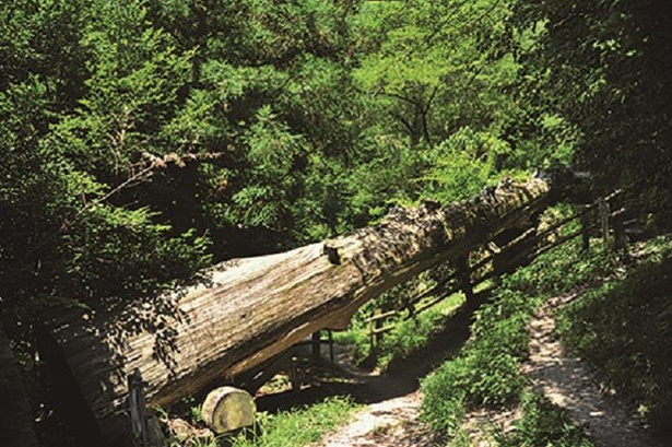 岩屋のすぐ近くにある岩屋の千年杉