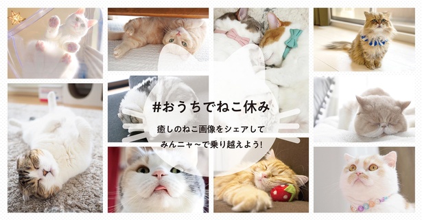 ホイちゃん、まっぷーちん、ちくわ などスター猫の写真展「ねこ休み展」が「おうちでねこ休み」企画開催！