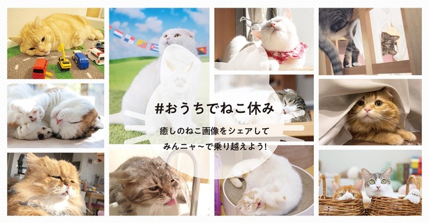 【画像を見る】スター猫の写真展「ねこ休み展」が「おうちでねこ休み」企画開催！