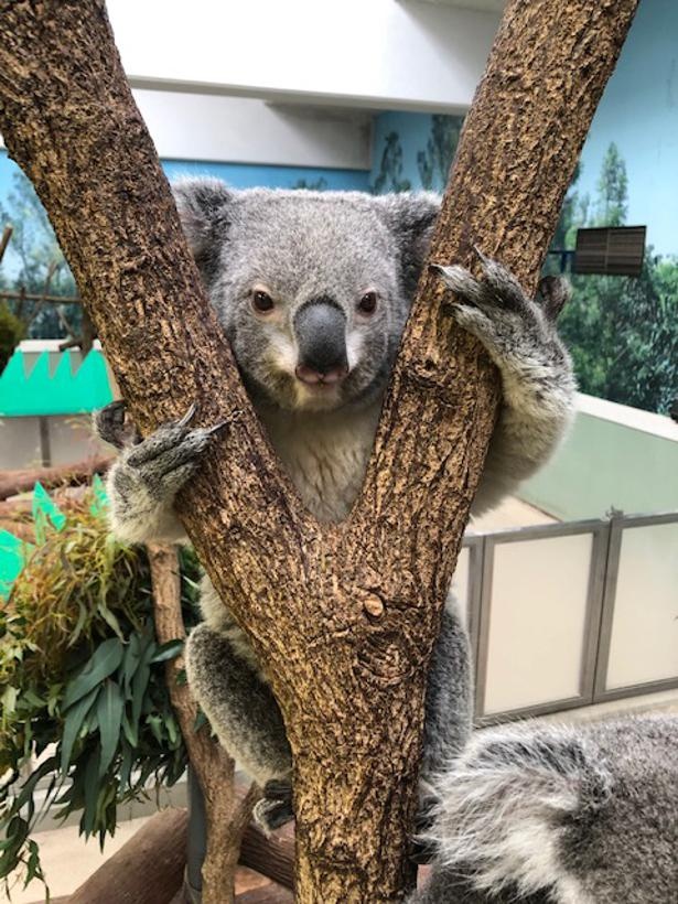 のんびりコアラが ゆるカワ 鹿児島市平川動物公園から休園中の動物たちの様子をリポート ウォーカープラス
