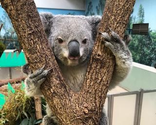 のんびりコアラが“ゆるカワ”！鹿児島市平川動物公園から休園中の動物たちの様子をリポート