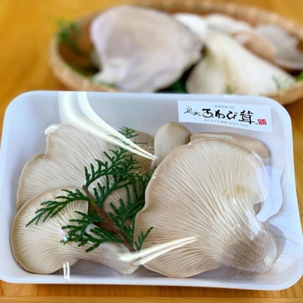 足太あわび茸￥500(税込)～