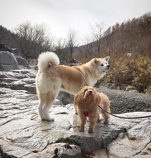 画像11 40 秋田犬とミックス犬の でこぼこコンビ に癒される 2匹の気ままな旅の写真がsnsで話題 ウォーカープラス
