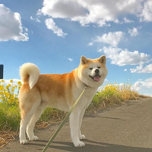 秋田犬とミックス犬の でこぼこコンビ に癒される 2匹の気ままな旅の写真がsnsで話題 ウォーカープラス