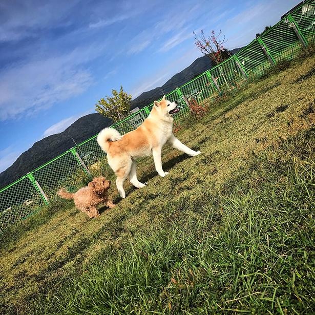 画像34 40 秋田犬とミックス犬の でこぼこコンビ に癒される 2匹の気ままな旅の写真がsnsで話題 ウォーカープラス