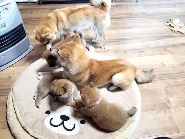 みんなでヒーター前に集まり、ぬくぬく