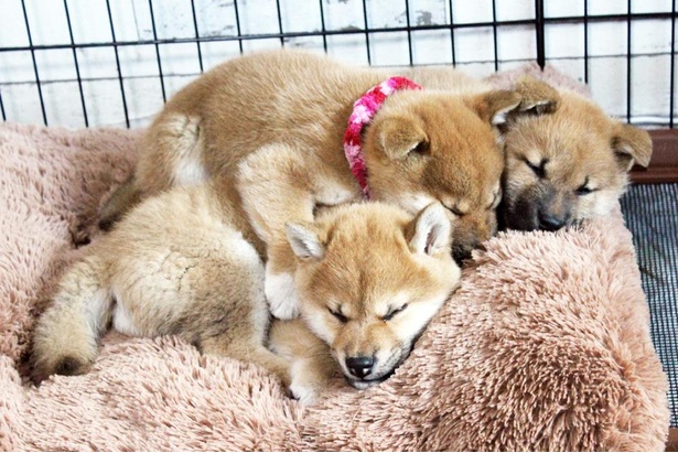 遊び疲れまちた…zzz