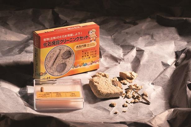東京サイエンスの「化石発掘クリーニングセット 古生代編」1500円