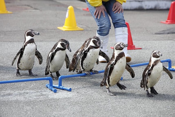ペンギンお散歩タイム。行進する姿がかわいい！