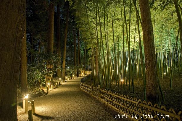 「光の散歩道」では闇夜に浮かび上がる竹林が神秘的な雰囲気