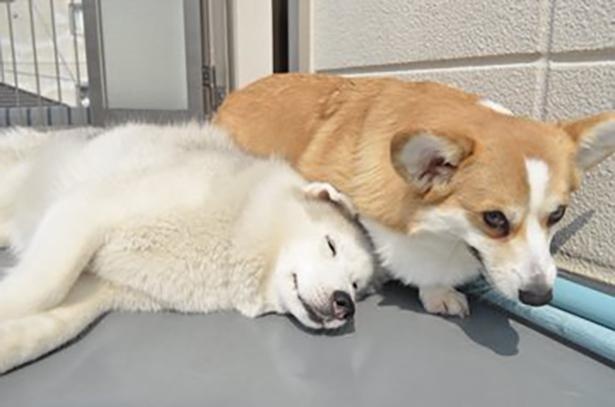 ひなたぼっこ中