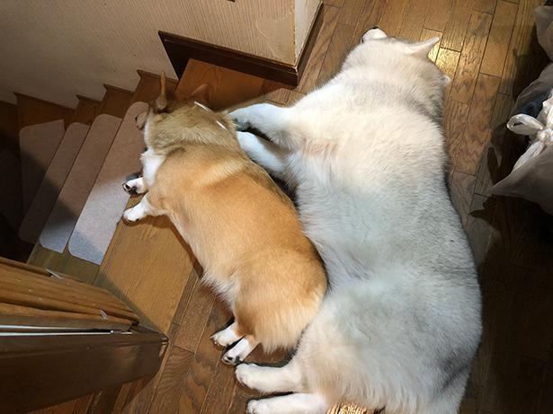 ピッタリとくっついてお昼寝